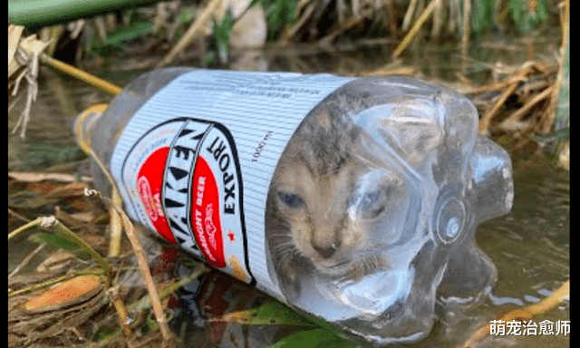 陕北 一只被人塞进瓶子里的猫，男子假装偶遇救了它，其实是为了拍视频