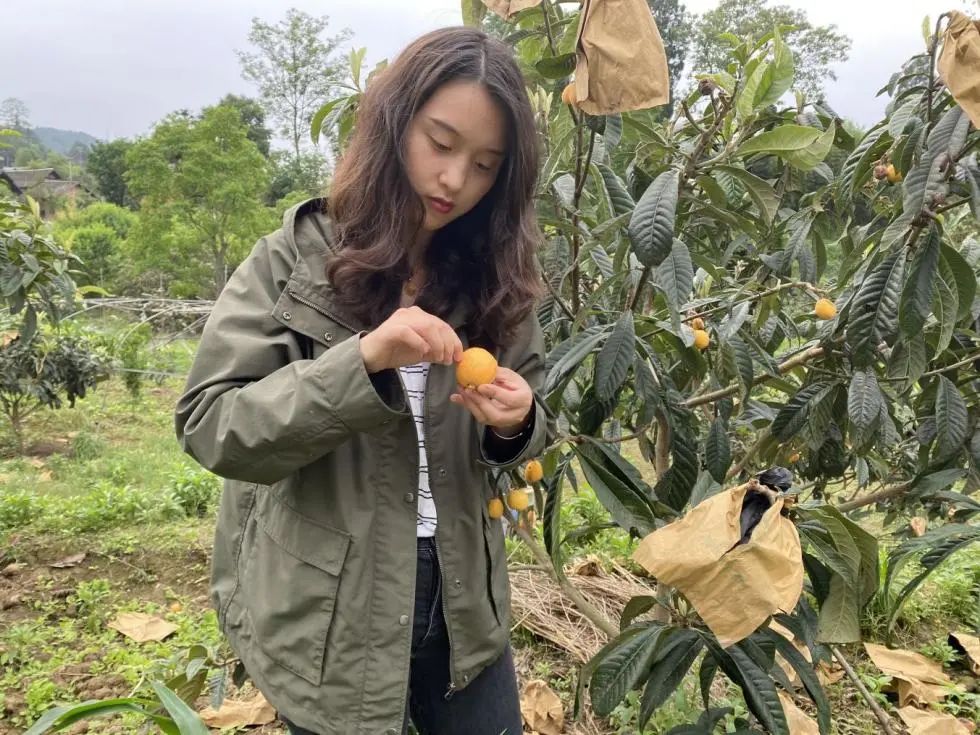 氡泉息烽 一口爆汁的“黄金果实”成熟啦,快来鹿窝镇品尝吧