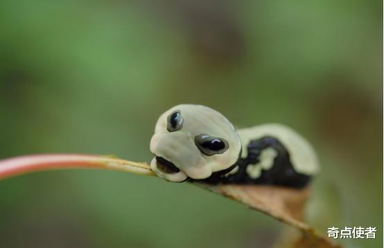 毒蛇 杭州发现“大眼外星人”，将自己伪装成一条毒蛇，专家：极其罕见