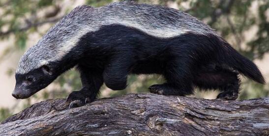 蜜獾 “平头哥”呆萌的外表下隐藏着凶猛，蜜獾能否吃完全岛毒蛇？