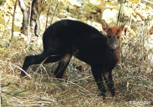 鬣羚 盘点5种非常“低调”的一级保护动物！