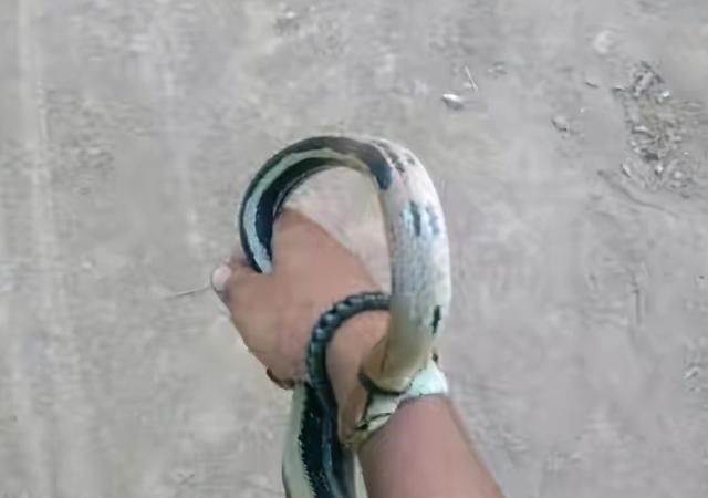 |2次野钓经历，此后钓鱼必穿水鞋，全村吃饭蛇为何是钓鱼人的大敌