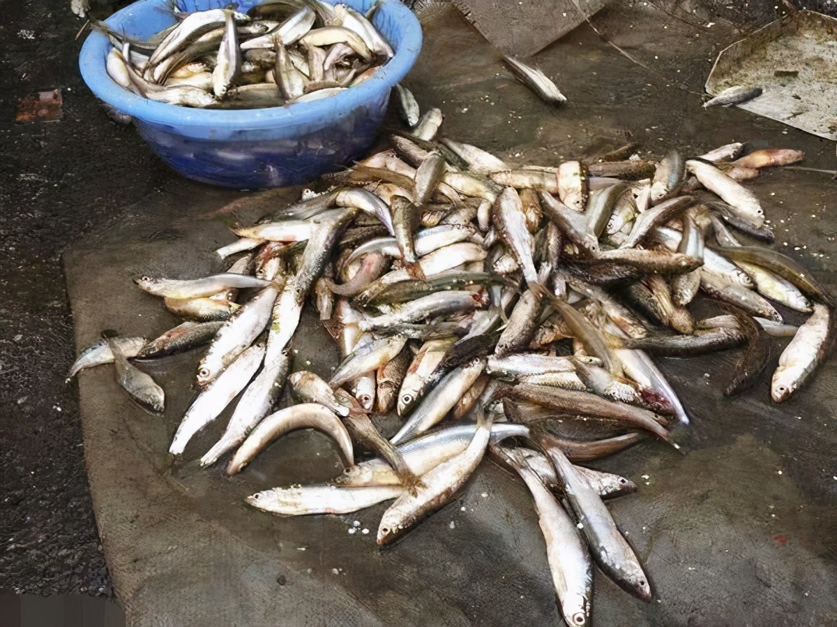 |钓鱼人都应该知道,这几种国家级保护鱼类,钓到一定要放流