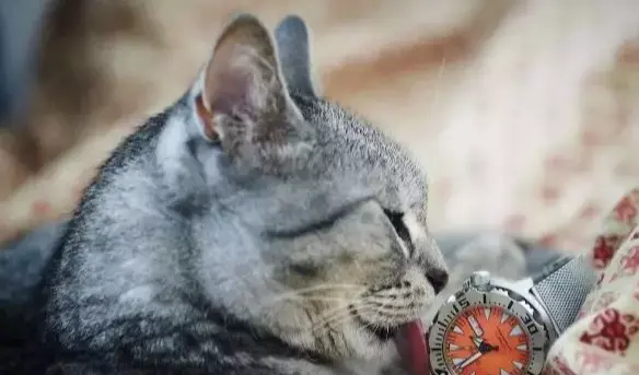 眼泪你忘了吗|如何正确的选择复刻表? 小白又该注意哪些方面?