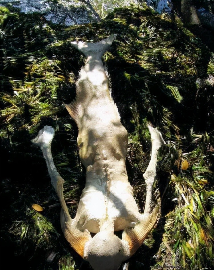 月球 假如“亚特兰蒂斯”真的存在!