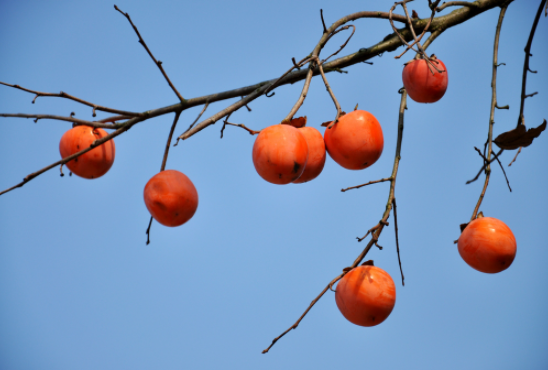医生|常吃芒果对甲状腺不好？医生：不止芒果，这3种水果，白送也不要再吃