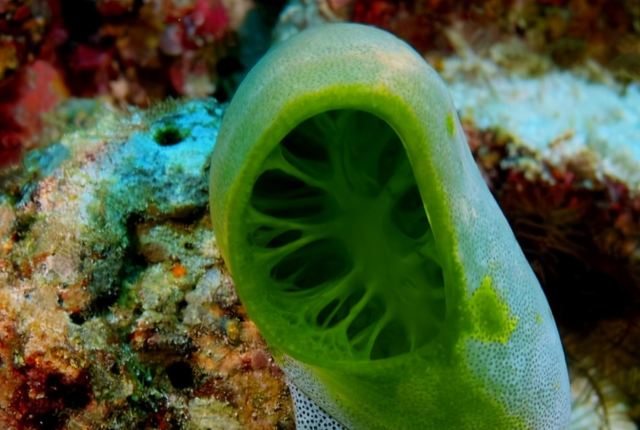太空 海鞘为了生存能有多狠？吃掉自己的脑子，从动物变成“植物”