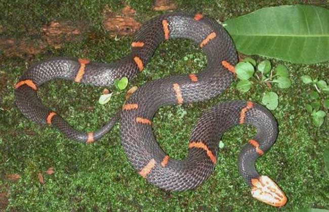 科学家 我国3类蛇，太奇葩了，吃蛇的极美的绝食的！