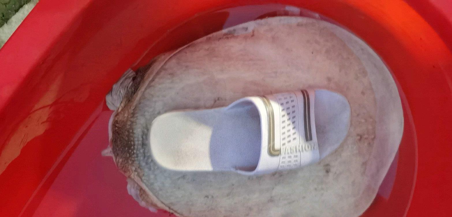 抖音|山东男子黄河钓起18斤“白色甲鱼”，网友：甲鱼活了500年就变白