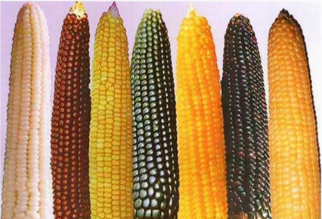 育妈计|中国大规模取消进口玉米订单,这是为什么,要减少进口依赖?