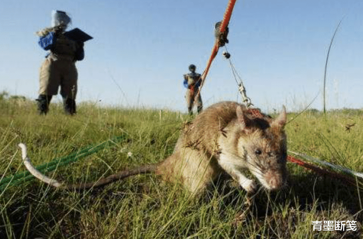 非洲巨鼠体长达一米，每年拯救成千上万人，它到底有何过人之处？