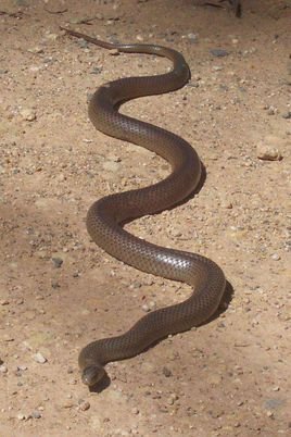 毒蛇 杀人最多3种毒蛇，对人类危害大，竟然没有眼镜王蛇、黑曼巴蛇！