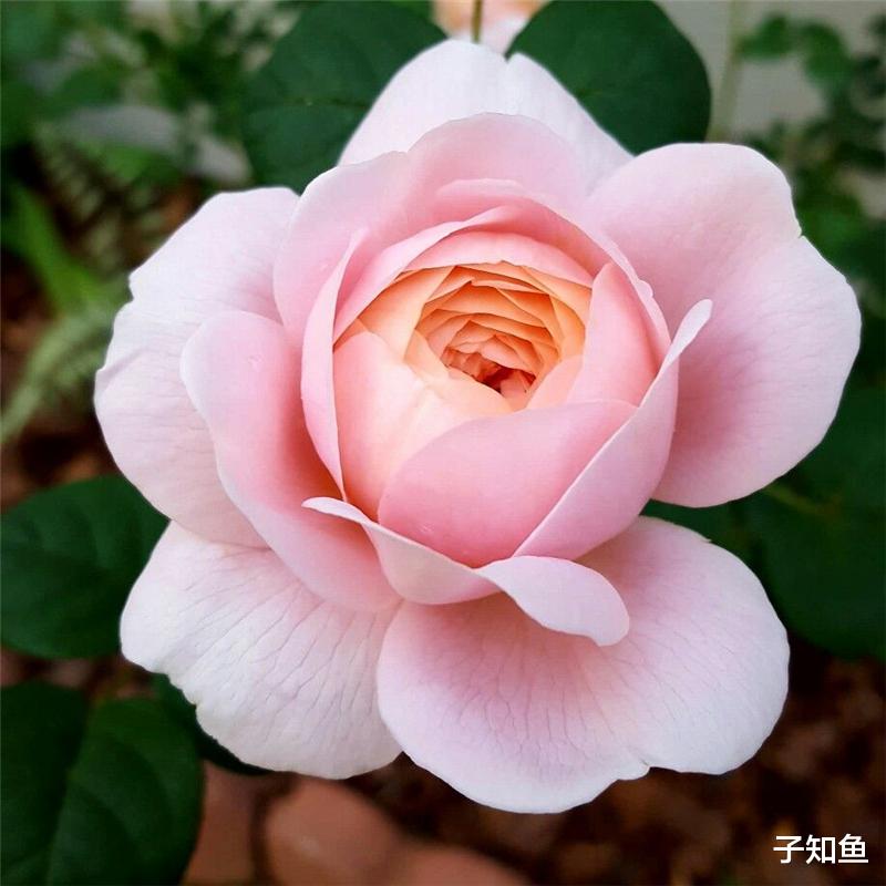 子知鱼|《心动的信号4》：从6位嘉宾的星座，浅析他们在爱情之中的特点