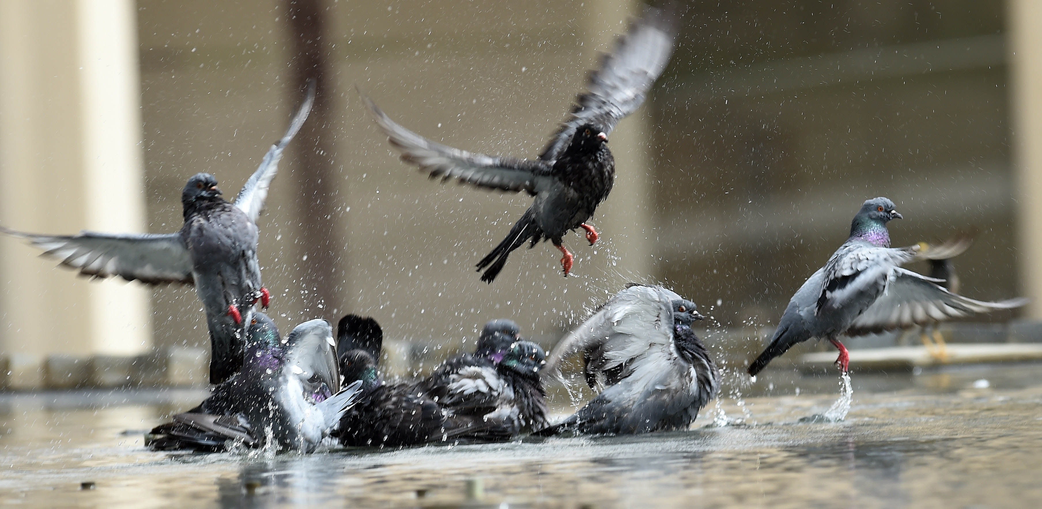 火星 74℃，科威特高温晒化车灯！气象专家预测：极端高温还未到来