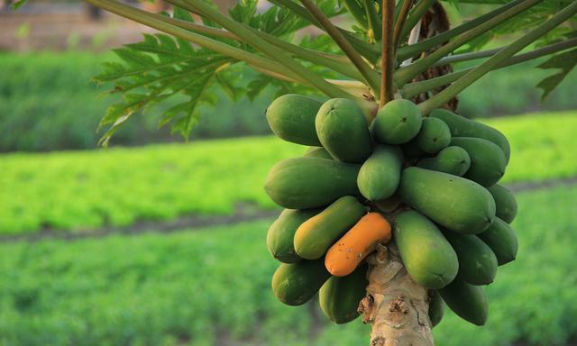 衰老|不想被叫“黄脸婆”?不妨常吃5种“女人果”,或能美容养颜