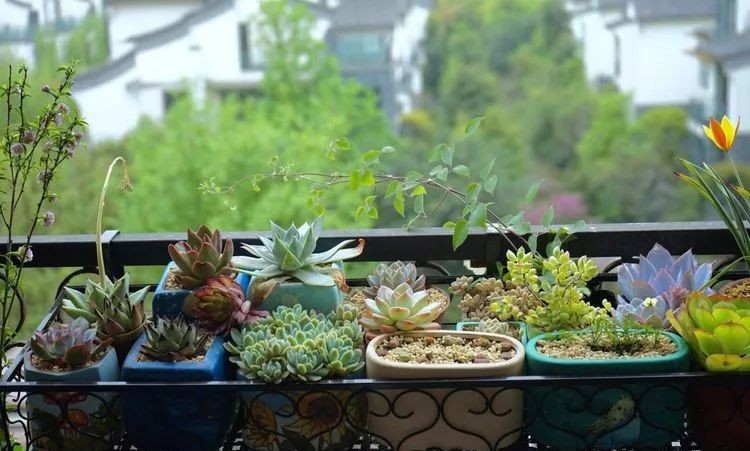 |3㎡的阳台能干嘛？这个宿舍小阳台花园或许会惊艳到你，看看吧！