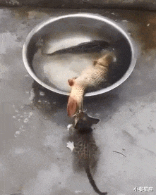 |搞笑GIF：100万一次，100万两次，好的后面大哥出500万，成交咣当...