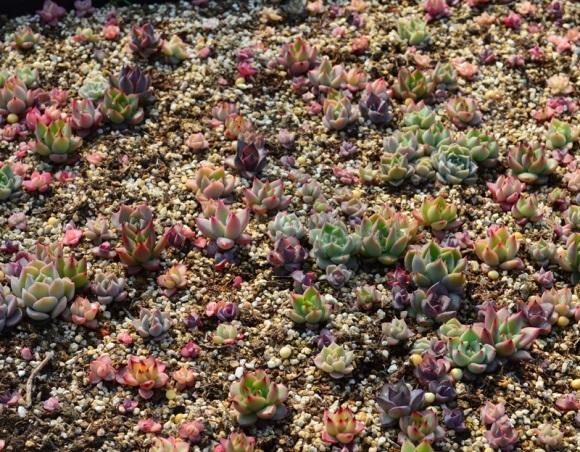 向阳园艺|多肉怎么叶插？备好花土，花盆，选好叶子，叶插攻略送给你！