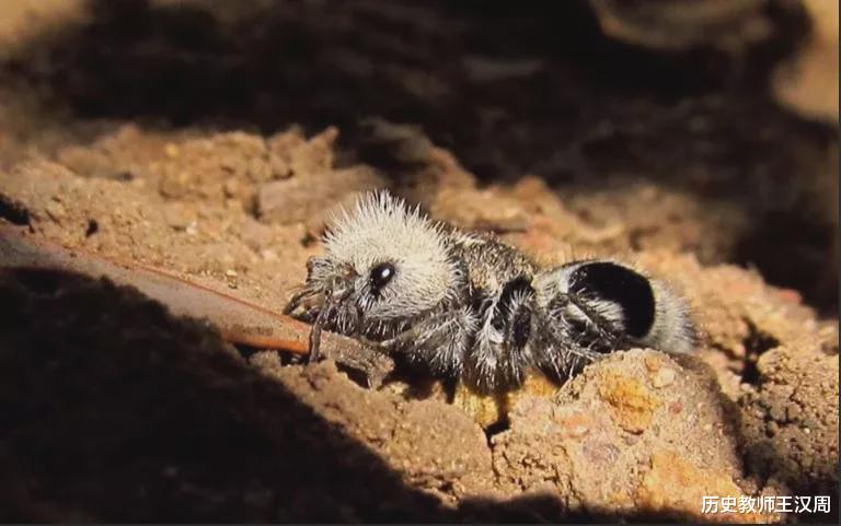 蜘蛛 物种界的泥石流：不是蜘蛛的蜘蛛，不是蚂蚁的蚂蚁