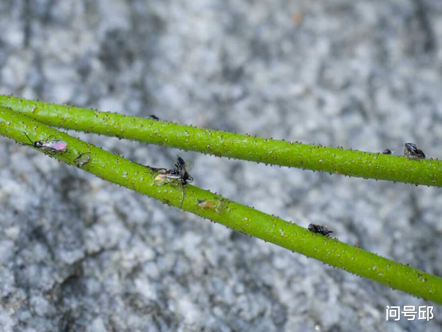 昆虫 专家发现北美有一种野花不光合作用,而是靠茎吸食昆虫的食虫植物