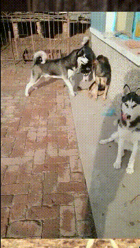 萌萌萌说|你认为结婚超过十年的夫妻还会接吻吗？哈哈哈哈，神评是魔鬼吗？