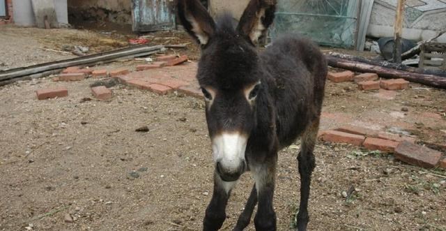  你好不好奇：驴究竟有什么特殊能力，为什么马永远无法取代它呢？