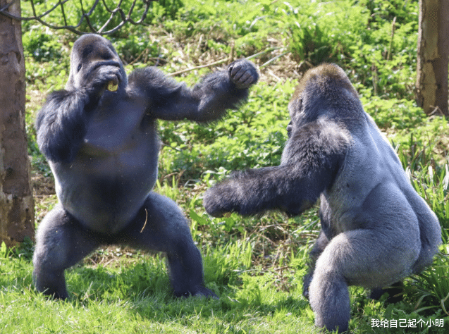 量子计算机 公猩猩给母猩猩按摩，没按几下就开始不老实，看完憋住别笑！