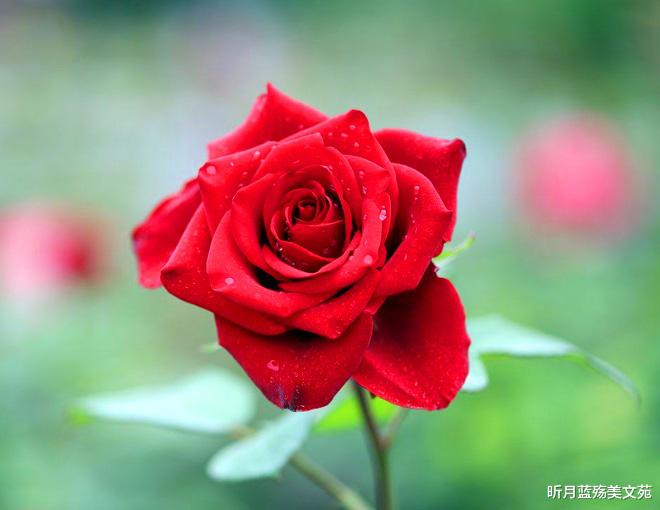 昕月蓝殇美文苑 愿有一人，念你冷暖，懂你心事