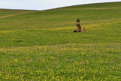 |俗语:“钓鱼穷三年,玩鸟毁一生”,下一句才是精髓,却十人九不知
