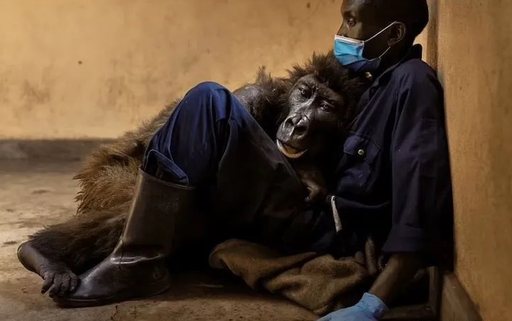 章鱼 一段奇特的“人兽恋”攫取了很多人的眼球