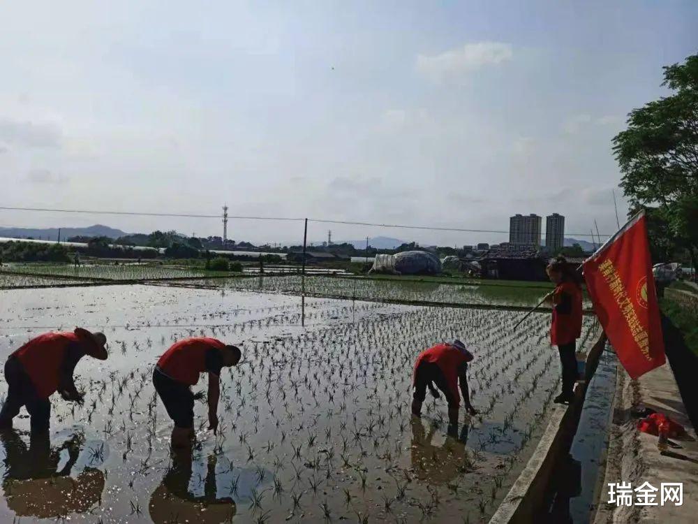 瑞金网 瑞金云宵水库下游灌溉水圳通了