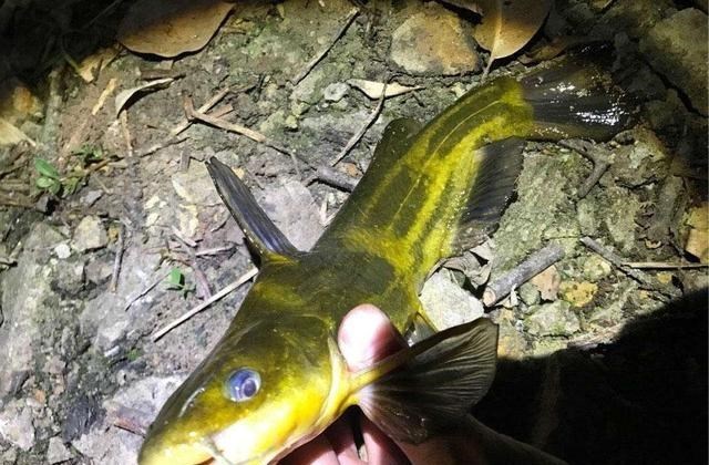 带鱼|夏季雨后出门钓鱼，这3种鱼别错过，雨越大越好钓