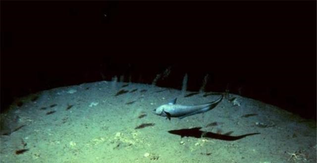 太空 最深海沟达20000米，为何探测一半就停了？在海底发现了什么？