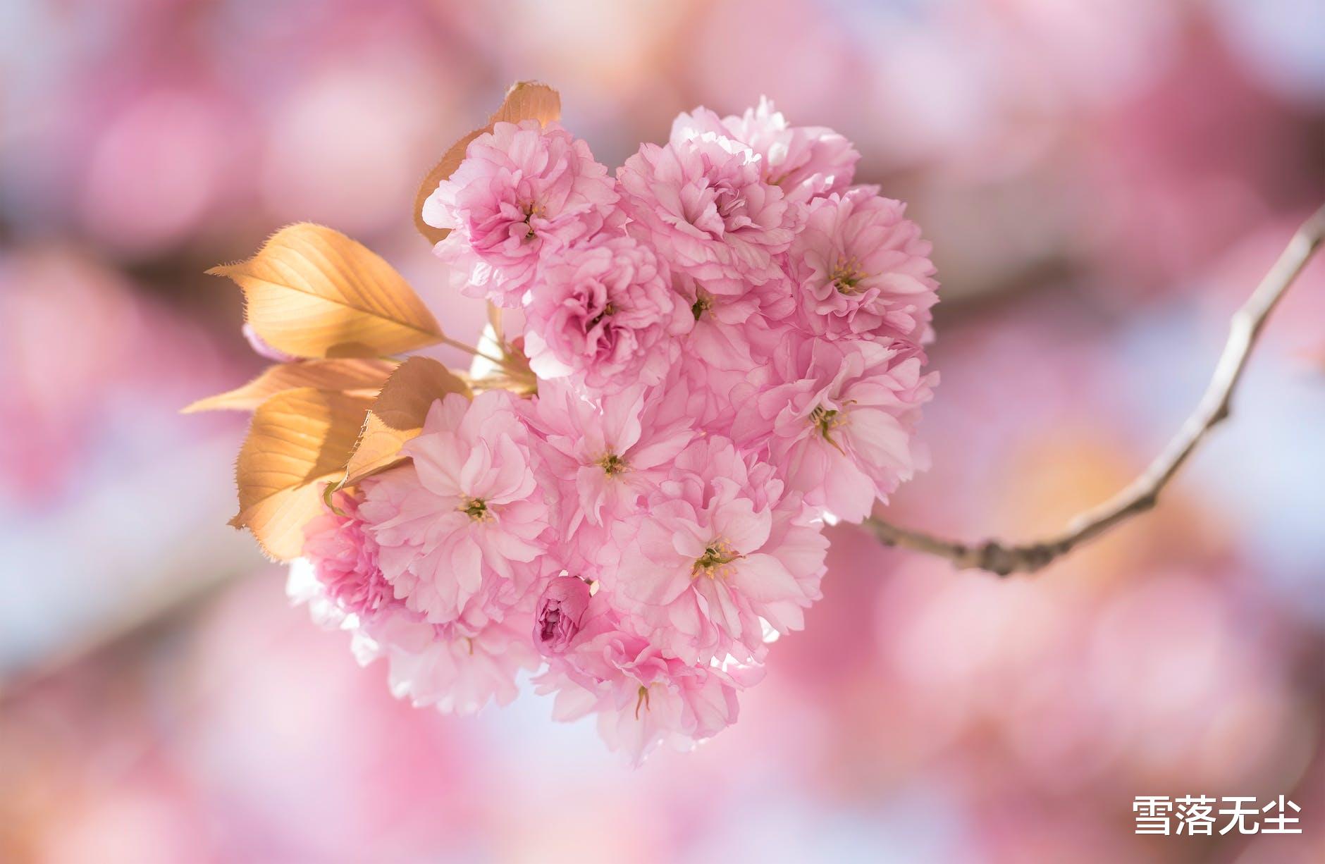 雪落无尘|一个人最大的修养：说话算数