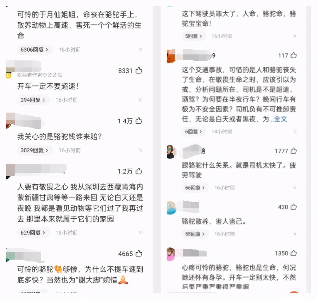 小骆驼 于月仙事故被撞死的骆驼主人发声:肚子里有小骆驼!谁来赔?