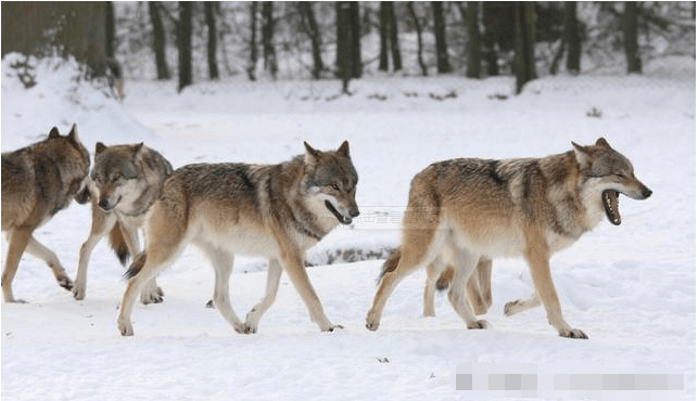 棕熊 狼群与棕熊的夺食大战,合作与力量的大比拼,谁会更胜一筹?
