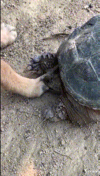 神回复|神回复：为什么中国移动138、139号段会被称为老板号？