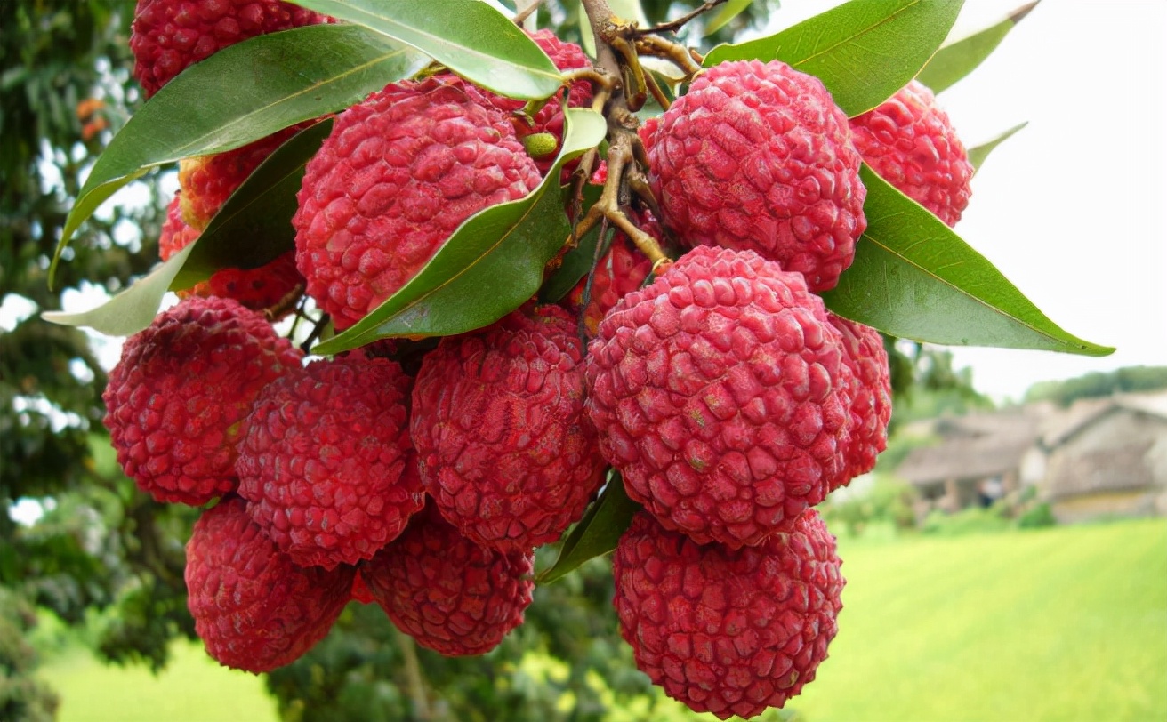 甲状腺肿瘤|消瘤“冠军”已找到,不是红薯,没事敞开吃,甲状腺肿瘤乖乖溜走