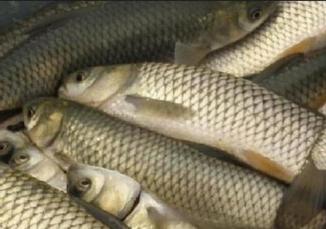 育儿棒棒糖|晴天中午草鱼不吃料在下风口水面浮着是什么原因？