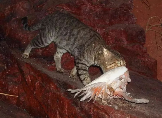 豹猫 猫也成了保护动物？瓦屋山首现豹猫，不少小鸟毁在它嘴里