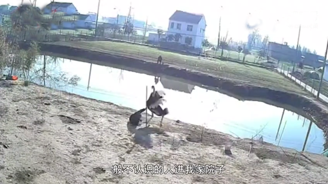 鸵鸟|去钓鱼挨了一顿打,出手的是一只鸵鸟,找谁说理去?