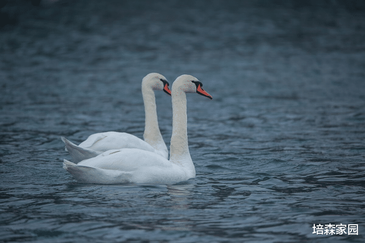  原来“丑小鸭”在天鹅中真有原型！