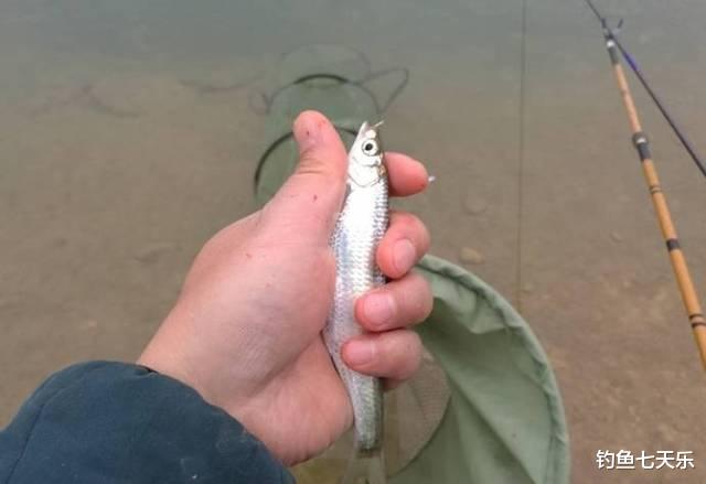 隔离|钓了几个白条鱼被“罚”2000元!青岛钓鱼人遭勒索,一男子被抓