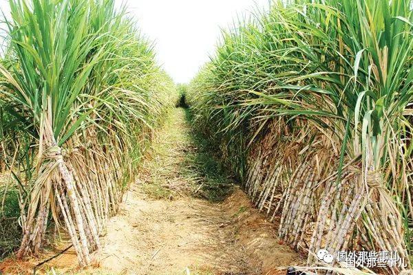 甘蔗 学校附近甘蔗田发现一具女尸，衣服被扒光，遭残忍虐待后死亡