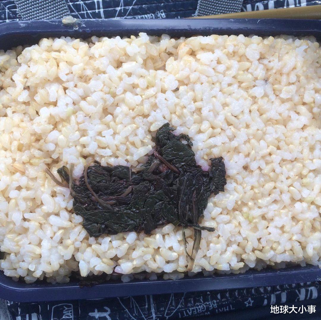 便当|日男网上分享“爱妻便当”，却因太过寒酸而爆红