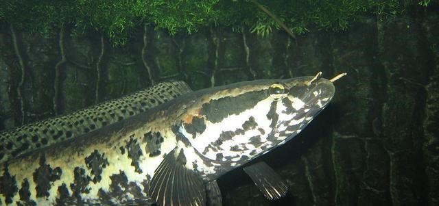 高陵|广东一男子水库里野钓，意外收获“米级”黑鱼王，最终如此处理了