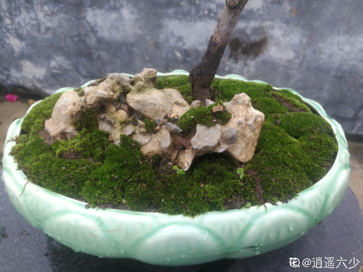 宇航员 植物界的“祖师爷”,个头小作用大,挖回家种土里就活