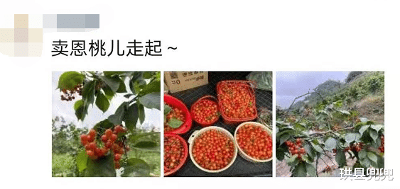 珙县兜兜 红了！熟了！宜宾周边樱桃采摘攻略来啦！现在去正好！