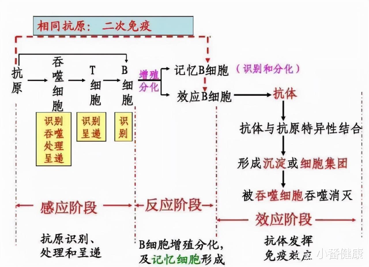 |乙肝三种潜在药物靶点，解读作用机理，描述未来开发前景