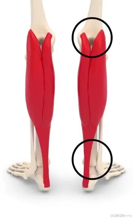 健身|练胸不练腿、迟早..这个大神们最爱的“练腿动作”还不快做起来！